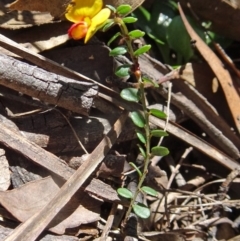 Bossiaea buxifolia (Matted Bossiaea) at Paddys River, ACT - 15 Oct 2016 by galah681