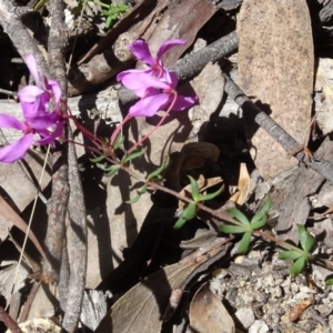 Tetratheca bauerifolia at Paddys River, ACT - 15 Oct 2016