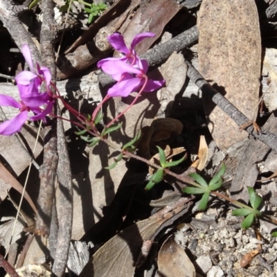 Tetratheca bauerifolia (Heath Pink-bells) at Paddys River, ACT - 15 Oct 2016 by galah681