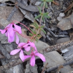 Tetratheca bauerifolia at Paddys River, ACT - 15 Oct 2016