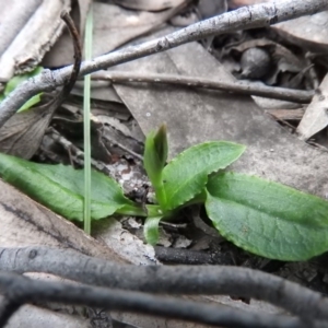 Pterostylis sp. at Burrinjuck, NSW - 26 Sep 2016