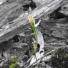 Bunochilus sp. (Leafy Greenhood) at Burrinjuck, NSW - 26 Sep 2016 by ArcherCallaway