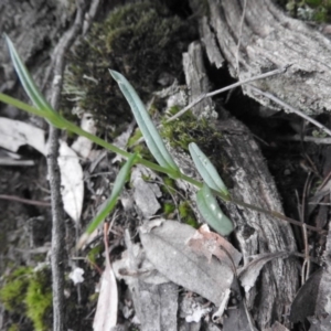 Bunochilus sp. at Burrinjuck, NSW - 26 Sep 2016