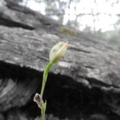 Bunochilus sp. at Burrinjuck, NSW - 26 Sep 2016