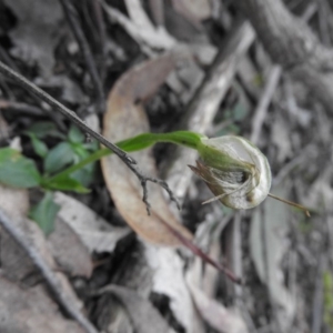Pterostylis nutans at Burrinjuck, NSW - suppressed