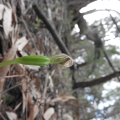 Pterostylis nutans at Burrinjuck, NSW - suppressed