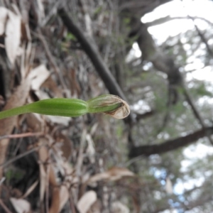 Pterostylis nutans at Burrinjuck, NSW - suppressed