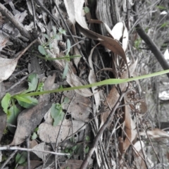 Pterostylis nutans at Burrinjuck, NSW - suppressed