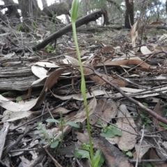 Pterostylis nutans at Burrinjuck, NSW - suppressed