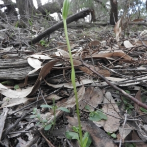 Pterostylis nutans at Burrinjuck, NSW - suppressed