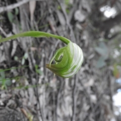 Pterostylis nutans (Nodding Greenhood) at Burrinjuck, NSW - 26 Sep 2016 by RyuCallaway