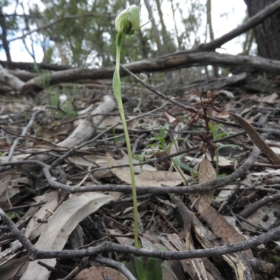 Pterostylis nutans (Nodding Greenhood) at Burrinjuck, NSW - 26 Sep 2016 by RyuCallaway