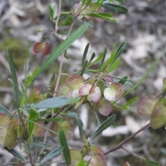 Dodonaea viscosa (Hop Bush) at Burrinjuck, NSW - 26 Sep 2016 by RyuCallaway