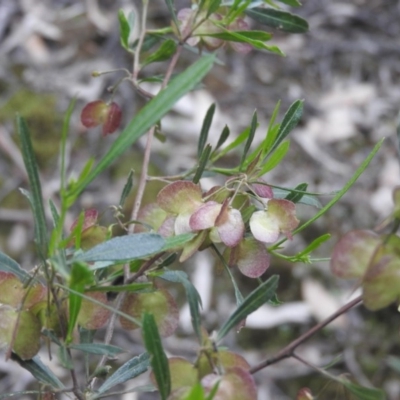 Dodonaea viscosa (Hop Bush) at Burrinjuck, NSW - 26 Sep 2016 by RyuCallaway