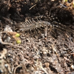 Scutigeridae (family) (A scutigerid centipede) at Burrinjuck, NSW - 26 Sep 2016 by RyuCallaway