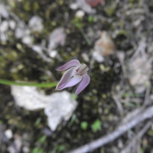 Caladenia carnea at Burrinjuck, NSW - suppressed
