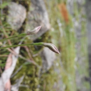 Caladenia carnea at Burrinjuck, NSW - suppressed