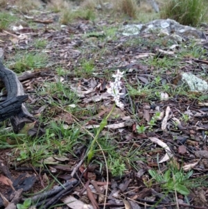 Wurmbea dioica subsp. dioica at Campbell, ACT - 27 Jan 2016