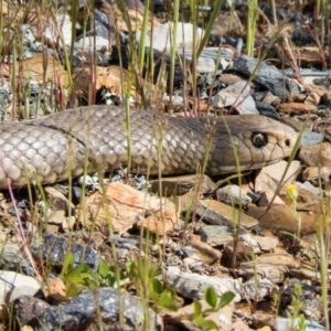 Pseudonaja textilis at Gungahlin, ACT - 23 Oct 2016 04:10 PM