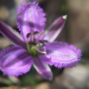 Thysanotus patersonii at Belconnen, ACT - 23 Oct 2016