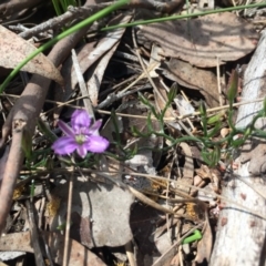 Thysanotus patersonii at Belconnen, ACT - 23 Oct 2016