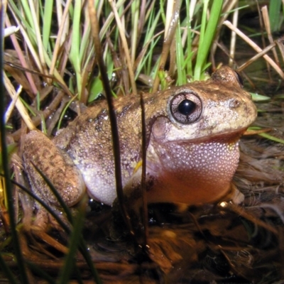 Litoria peronii (Peron's Tree Frog, Emerald Spotted Tree Frog) at Chifley, ACT - 21 Jan 2012 by MatthewFrawley