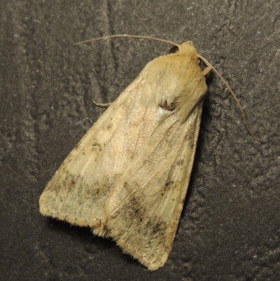 Helicoverpa punctigera (Native Budworm) at Pollinator-friendly garden Conder - 21 Oct 2016 by michaelb