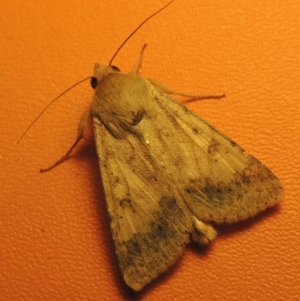 Helicoverpa punctigera at Bonython, ACT - 21 Oct 2016