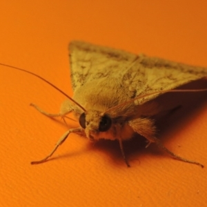 Helicoverpa punctigera at Bonython, ACT - 21 Oct 2016