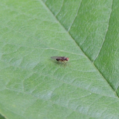 Lauxaniidae (family) (Unidentified lauxaniid fly) at Conder, ACT - 21 Oct 2016 by michaelb