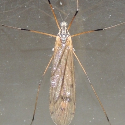 Tipulidae or Limoniidae (family) (Unidentified Crane Fly) at Conder, ACT - 21 Oct 2016 by michaelb