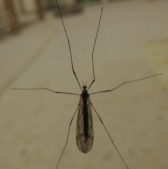 Tipulidae or Limoniidae (family) at Conder, ACT - 22 Oct 2016 12:16 AM