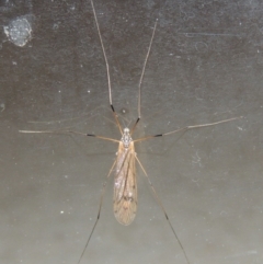 Tipulidae or Limoniidae (family) at Conder, ACT - 22 Oct 2016 12:16 AM