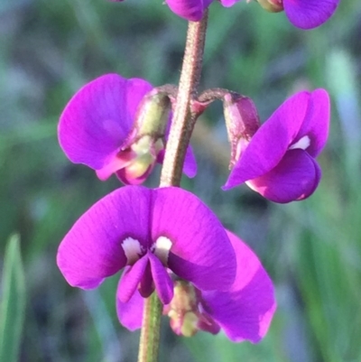 Swainsona recta (Small Purple Pea) at Googong, NSW - 23 Oct 2016 by Wandiyali