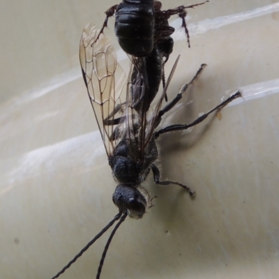 Tiphiidae (family) (Unidentified Smooth flower wasp) at Conder, ACT - 21 Oct 2016 by michaelb