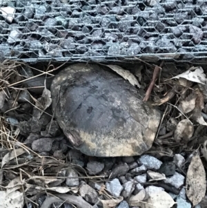 Chelodina longicollis at Gungahlin, ACT - 22 Oct 2016