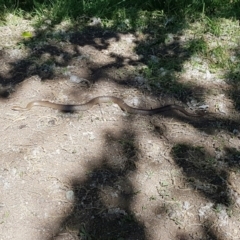 Pseudonaja textilis (Eastern Brown Snake) at Lake Burley Griffin Central/East - 23 Jan 2016 by maconachie