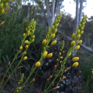 Bulbine bulbosa at Jerrabomberra, NSW - 24 Oct 2016 10:57 AM