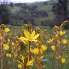 Bulbine bulbosa (Golden Lily) at Wandiyali-Environa Conservation Area - 23 Oct 2016 by Wandiyali