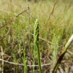 Microtis sp. (Onion Orchid) at Belconnen, ACT - 23 Oct 2016 by CathB