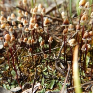 Asterella drummondii at Belconnen, ACT - 23 Oct 2016 03:41 PM