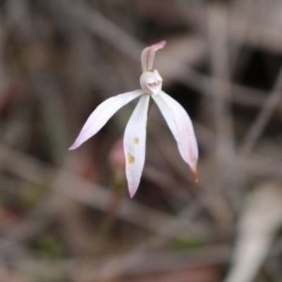 Caladenia fuscata (Dusky Fingers) at Point 5810 - 16 Oct 2016 by Jo