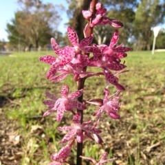 Dipodium punctatum (Blotched Hyacinth Orchid) at Kambah, ACT - 31 Dec 2008 by MatthewFrawley