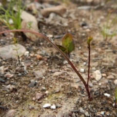 Caleana minor (Small Duck Orchid) at Aranda, ACT - 23 Oct 2016 by CathB