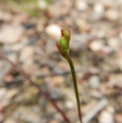 Caleana minor at Point 3852 - suppressed