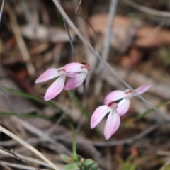 Caladenia fuscata (Dusky Fingers) at Point 5810 - 16 Oct 2016 by Jo