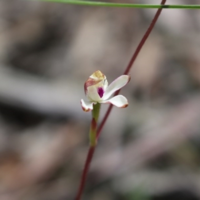 Caladenia moschata (Musky Caps) at Point 5810 - 16 Oct 2016 by Jo