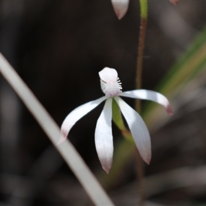 Caladenia ustulata at Point 5810 - suppressed