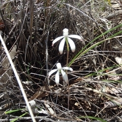 Caladenia ustulata at Point 5810 - suppressed