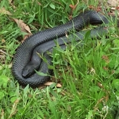 Pseudechis porphyriacus (Red-bellied Black Snake) at Googong, NSW - 24 Oct 2016 by Wandiyali